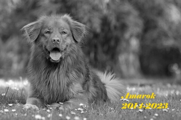 Nova Scotia Duck Tolling Retriever Regenbogenbrücke