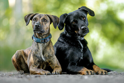 Hunde Thora und Fanny liegend auf Waldboden