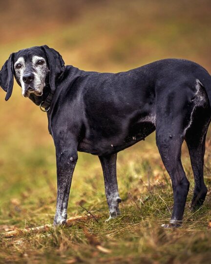 Alter Hund? Na und!