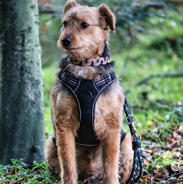 Bunny-Welsh-Terrier-Mix