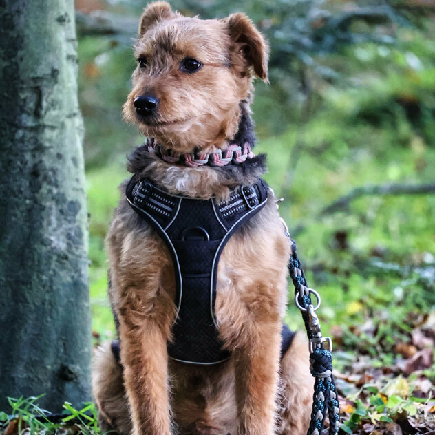 Bunny-Welsh-Terrier-Mix