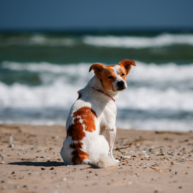 Trainingsferien mit Hund an der Ostsee in Gahlkow – Hundetraining am Strand mit Gruppe und Trainerin