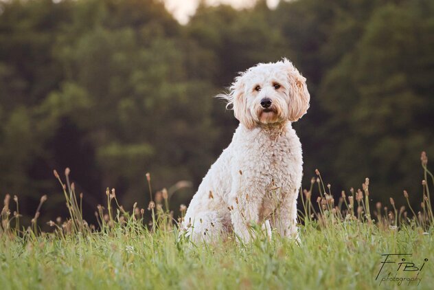 Cremefarbener Hund sitzt in der Wiese