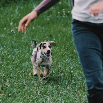 Hund sitzt hinter seinem Menschen – Signaltraining im Abschirmtraining