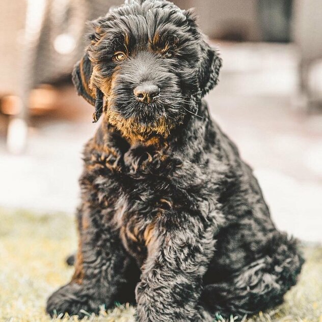 Russischer Terrier Welpe sitzend