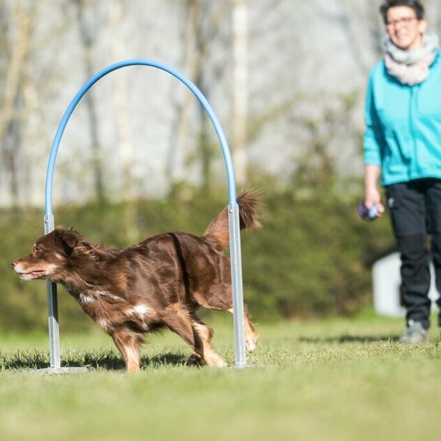 Hund läuft durch Hoop