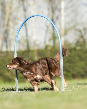 Hund läuft durch Hoop