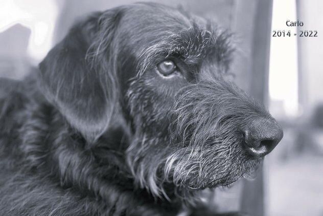 Schnauzer Porträt