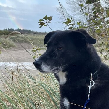 Sicherheit bei der Entscheidung für den passenden Hund Beratung vor dem Einzug: Wenn ein Hund zieht ein