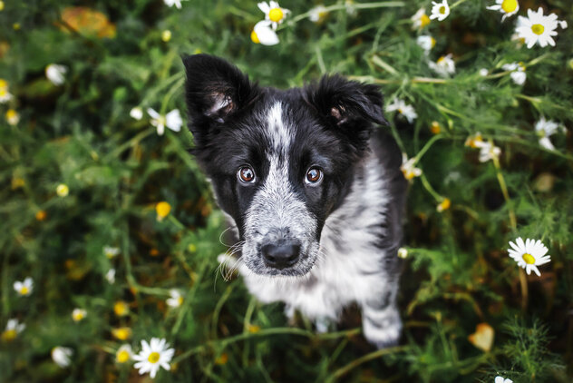 Border Collie Welpe im Welpenkurs sitzend