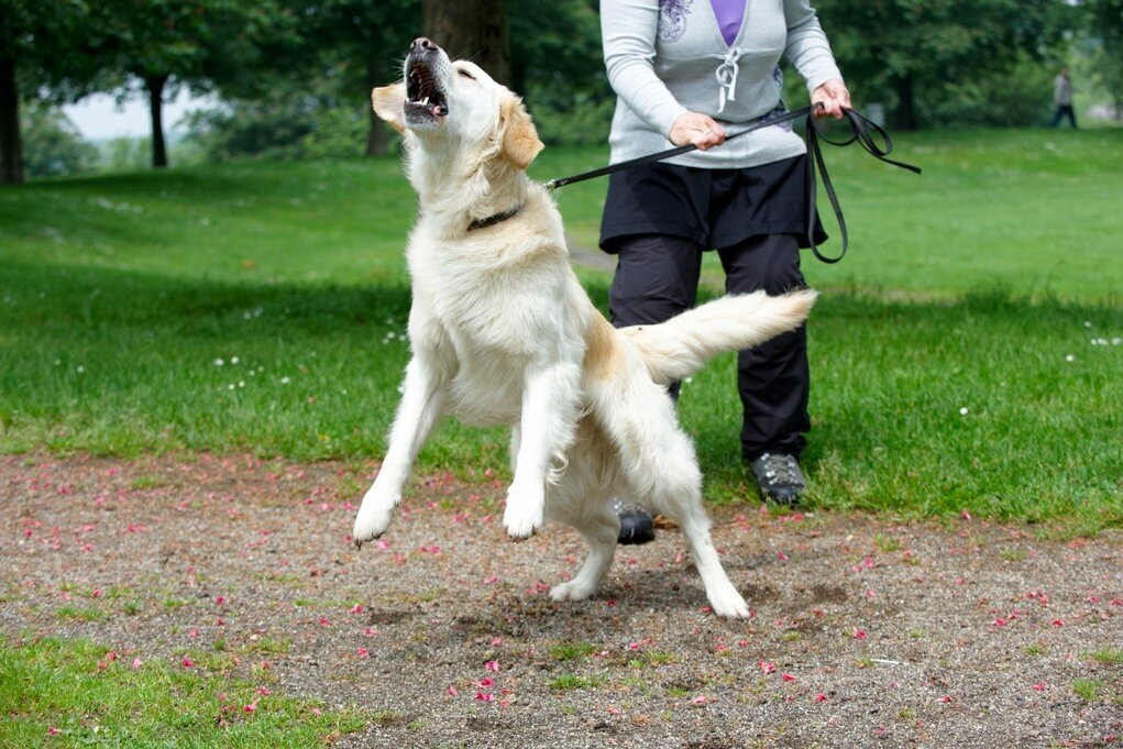 Hund reagiert während einer Begegnung an der Leine auf einen anderen Hund