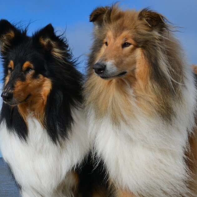 Collie-Hündinnen.jpg Collie-Hündinnen