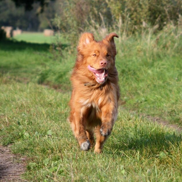 Nova Scotia Retriever im Sprint
