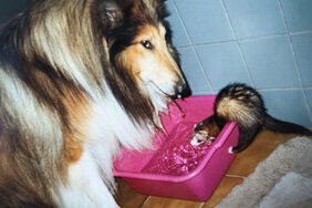 Collie mit Frettchen