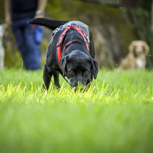 Hund sucht in der Wiese