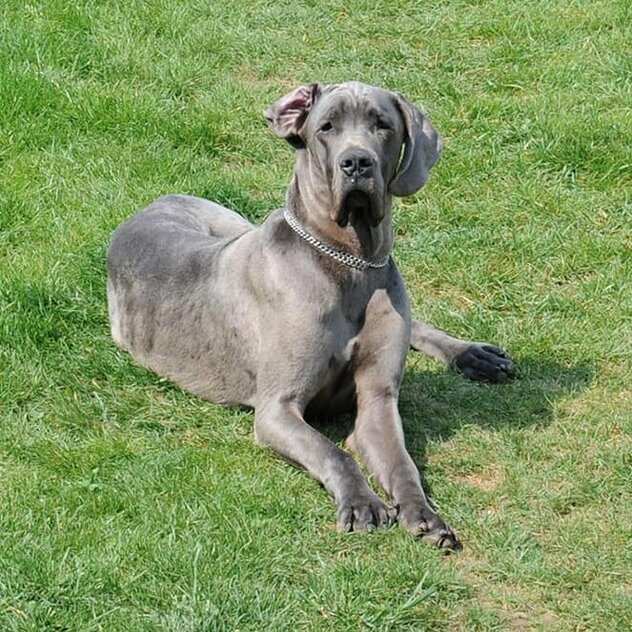 Deutsche Dogge liegt in der Wiese