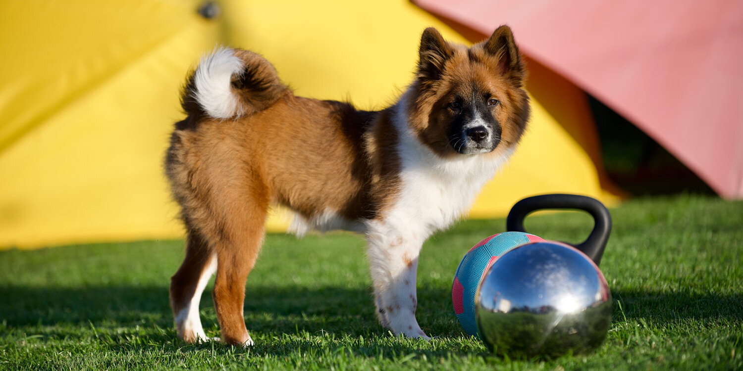 Ein Welpe steht vor einer silbernen Kugel.