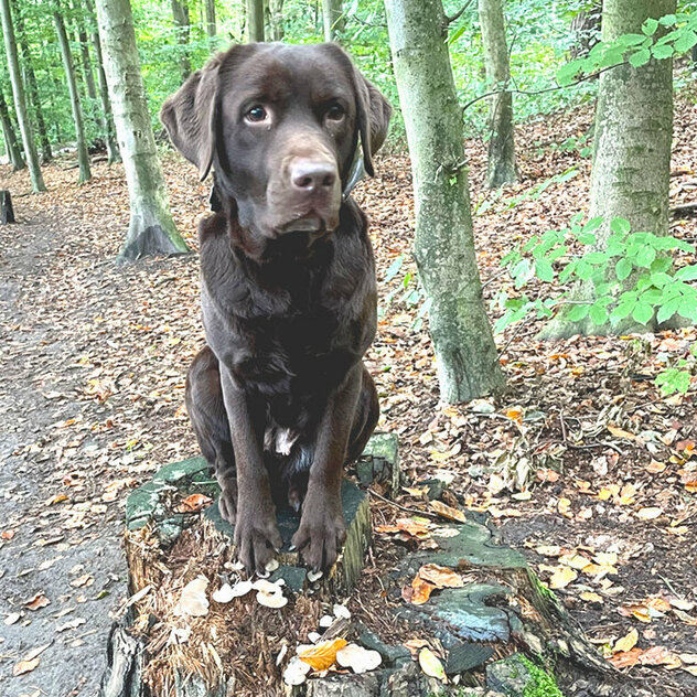 Hundeschule für die Region zwischen Garbsen und Rinteln: Die braune Labrador-Hündin Bonny sitzt auf einem Baumstumpf im Wald.