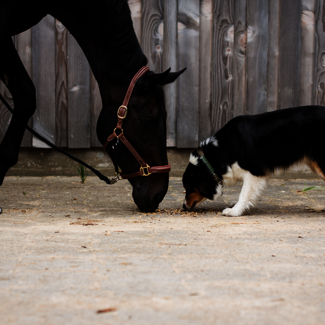 Hund und Pferd stehen ruhig nebeneinander beim gemeinsamen Training im Freien