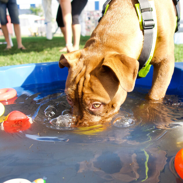 Hundebeschäftigung in einer blauen Wanne, die mit Wasser und Hundespielzeug gefüllt ist.