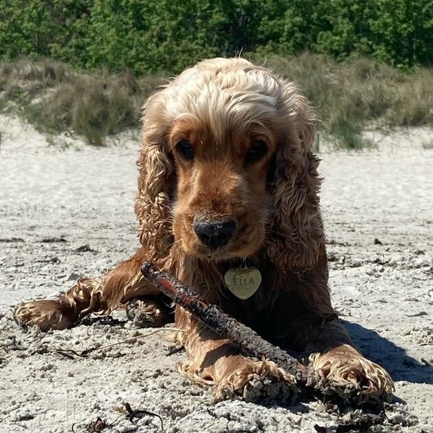 Cocker Spaniel mit Stöckchen zwischen den Pfoten