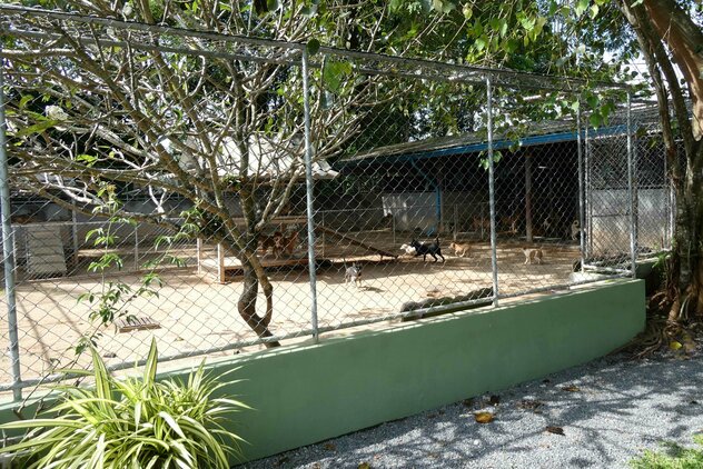 Welpenbereich Soi Dog