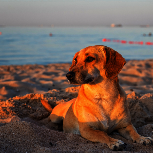 Silvesterurlaub mit Hund böllerarm – entspannter Jahreswechsel ohne Feuerwerk