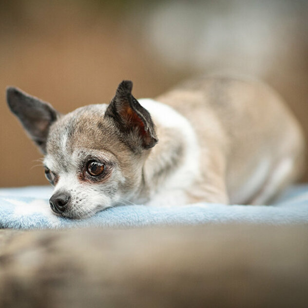 Chihuahua liegt mit abgelegtem Kopf