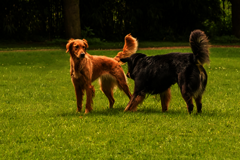 Kleine Signale, große Wirkung – lerne, die Sprache deines Hundes zu lesen.