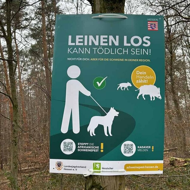 Hinweis für Hundehalter:innen zur Afrikanischen Schweinepest