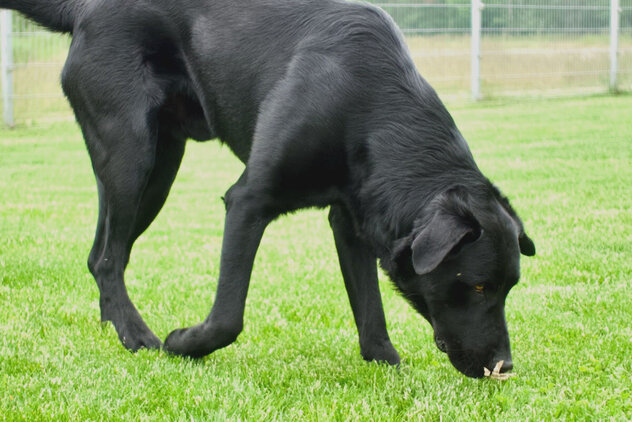 Pflichtprogramm für Hunde: Giftköder verweigern lernen