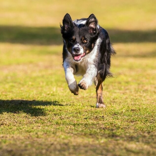 Hund rennt zu Frauchen