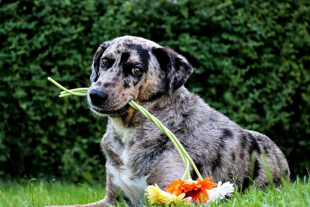 Junger Jagdhund auf Wiese liegend mit Blumen im Fang