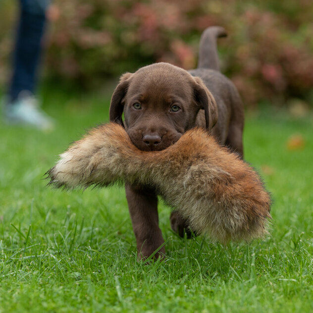 Labrador Welpe mit Felldummy