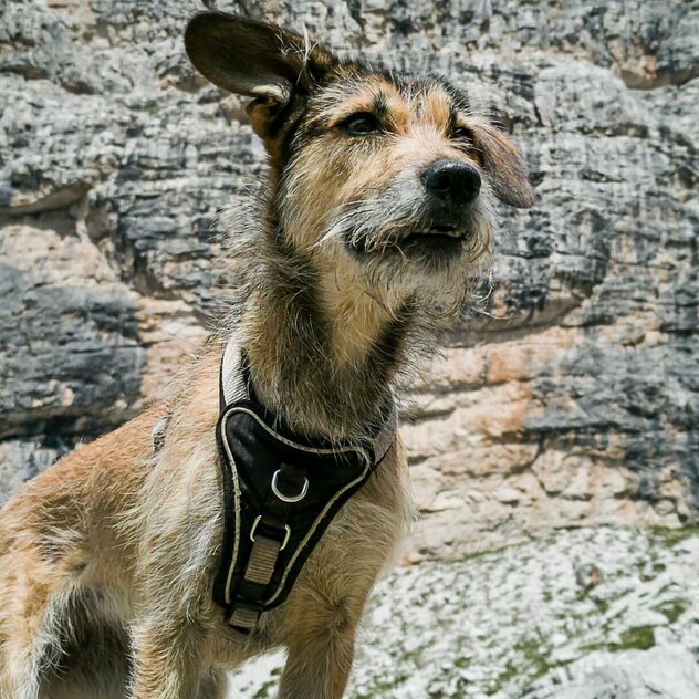 Hellbraune Mischlingshündin Tiril vor einer Felswand in den Dolomiten
