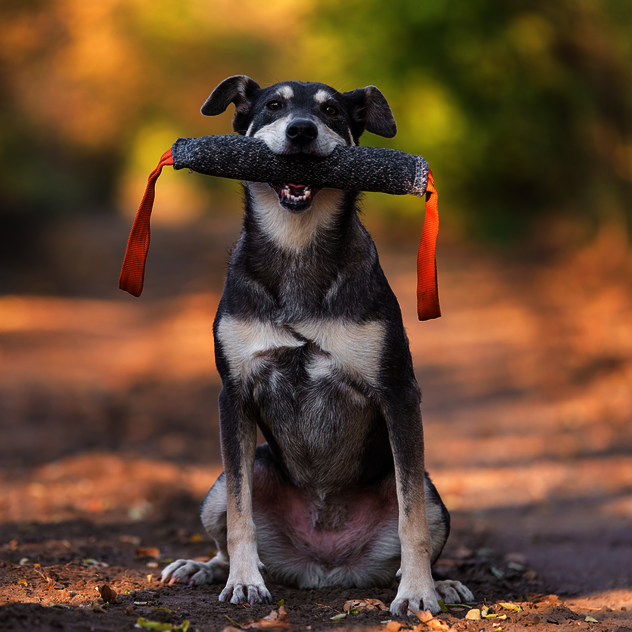 Alltagstraining für Hunde in Leipzig in kleiner Gruppe