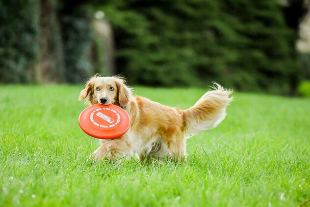 Ein Hund mit längerem rötlichen Fell bringt eine Frisbee