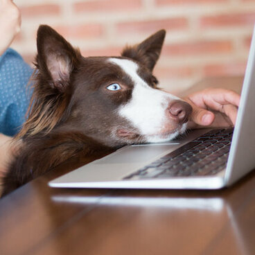 Border-Collie Kopf auf Tisch und Laptop