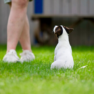 Ein kleiner weißer Hund sitzt auf dem Rasen vor einer Frau.