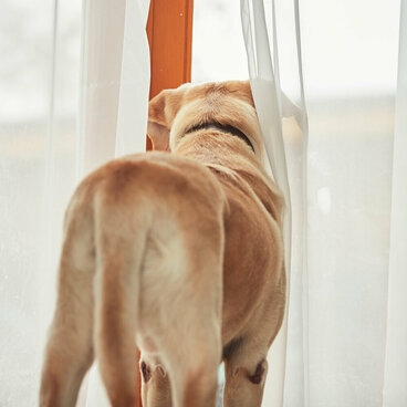 Ein Hund schaut zwischen den Gardien aus dem Fenster.