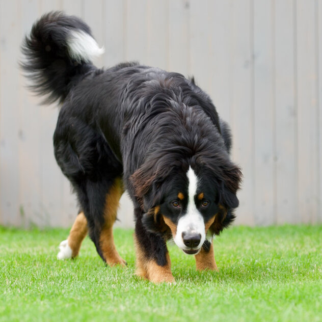 Giftköder verweigern: "Was auf dem Boden liegt, gehört mir nicht."