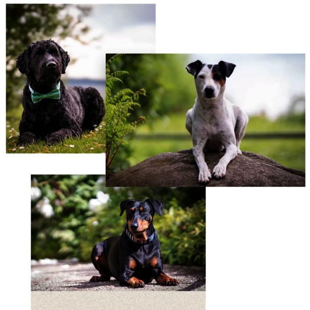 Hundeschule Schwerin