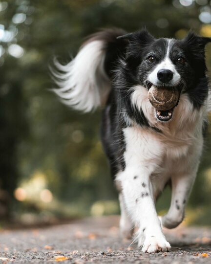 Trainingsstunden für Dich und Deinen Hund