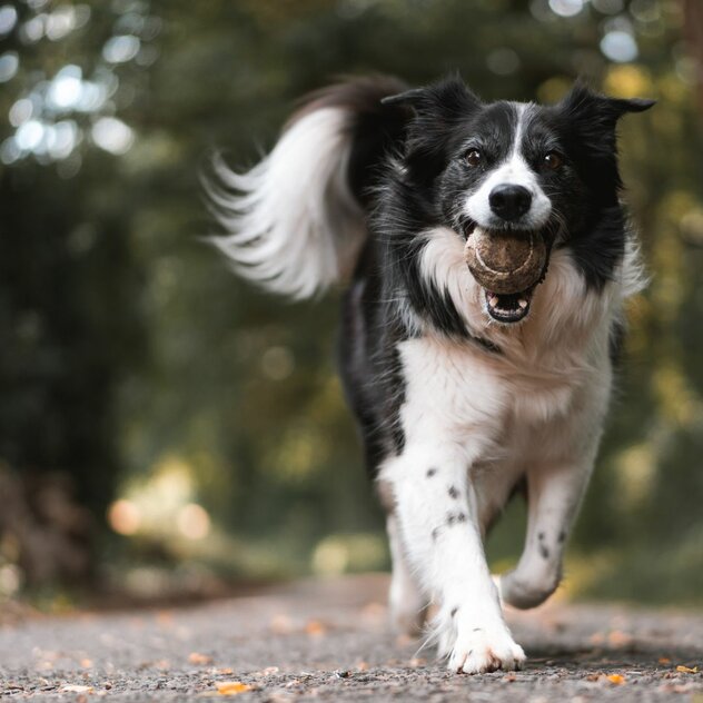 Trainingsstunden für Dich und Deinen Hund