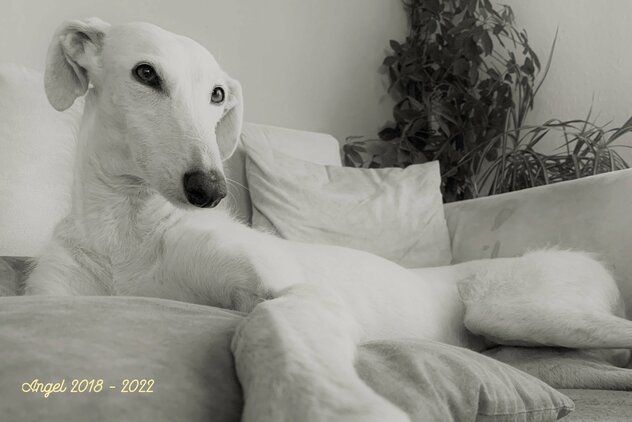 weiße Galga Espanol auf Couch