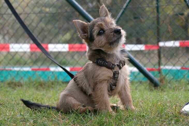 Norwich Terrier Welpe