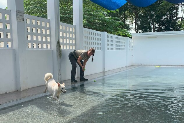Hundepool Soi Dog
