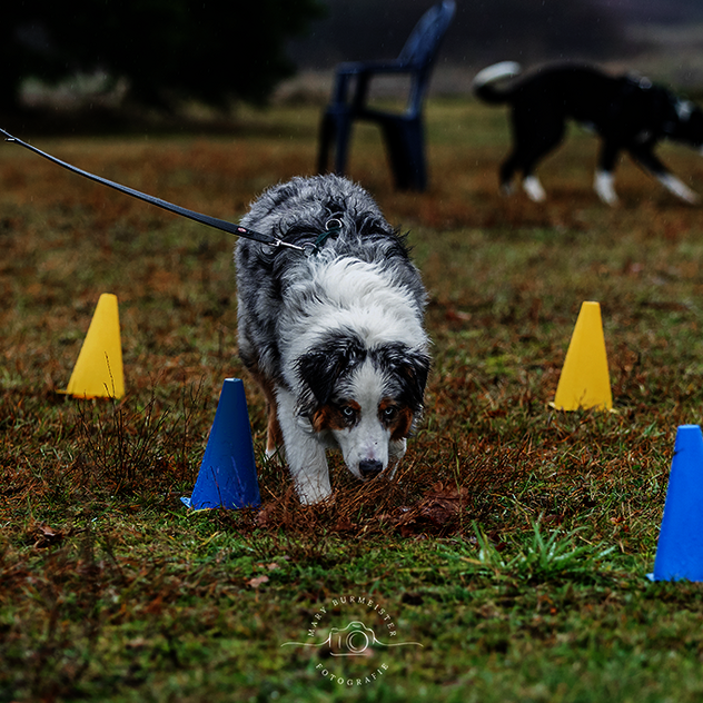 Australian Shepherd Hundeschule
