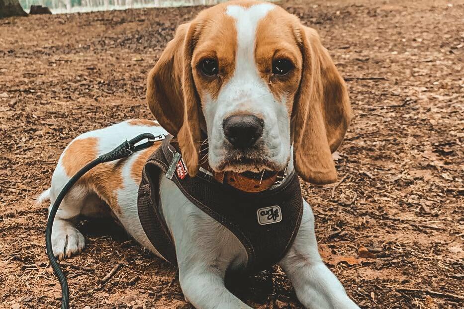 Beagle Rüde liegend im Wald