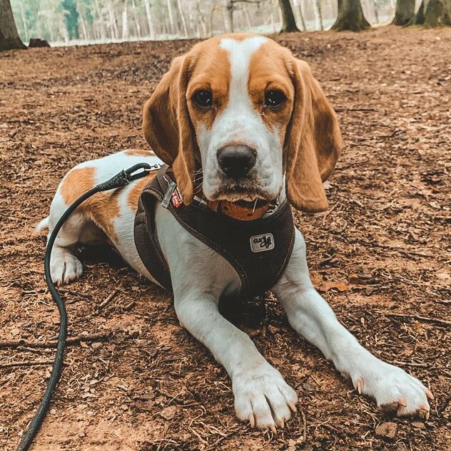 Beagle Rüde liegend im Wald